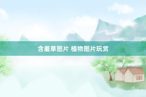 含羞草图片 植物图片玩赏